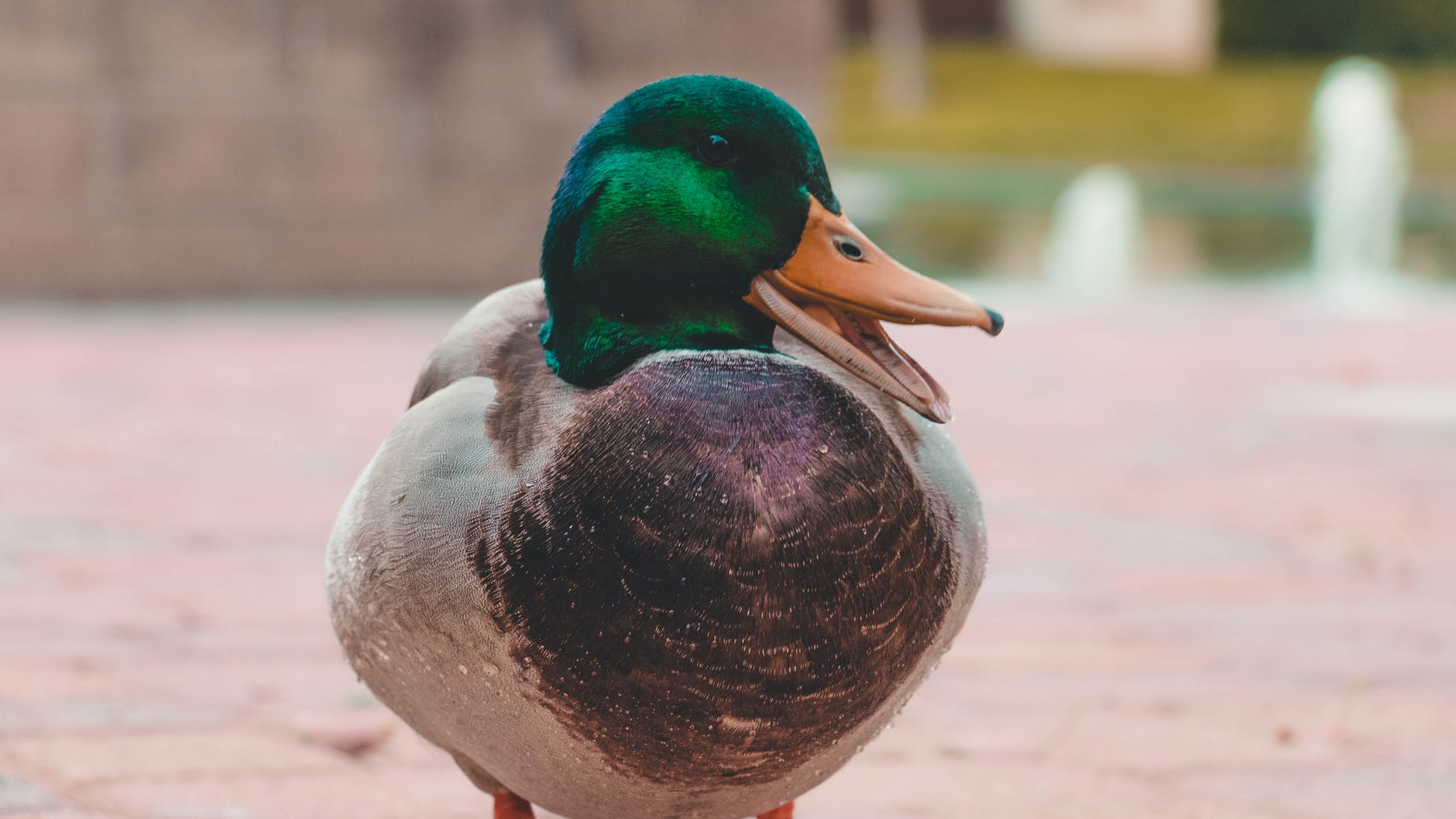 green and gray mallard duck