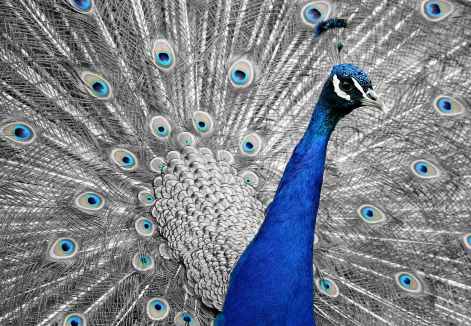 close up photo of blue peacock