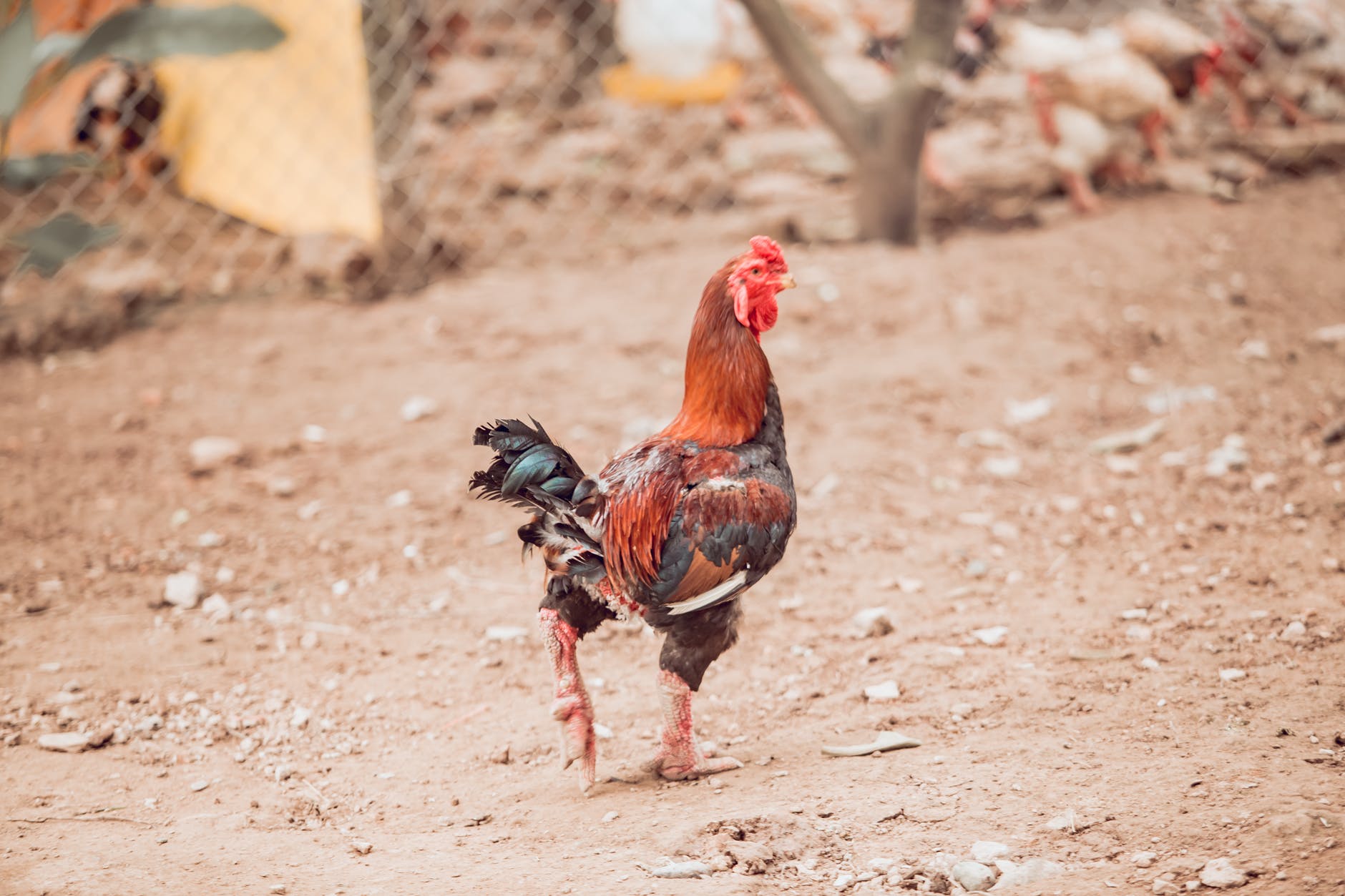 photo of walking rooster