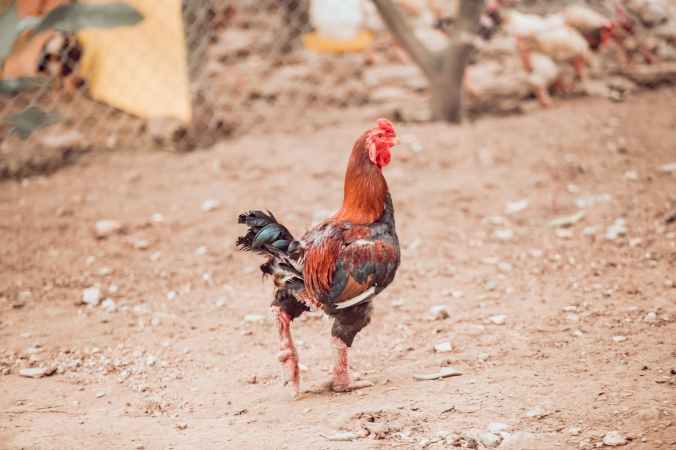photo of walking rooster