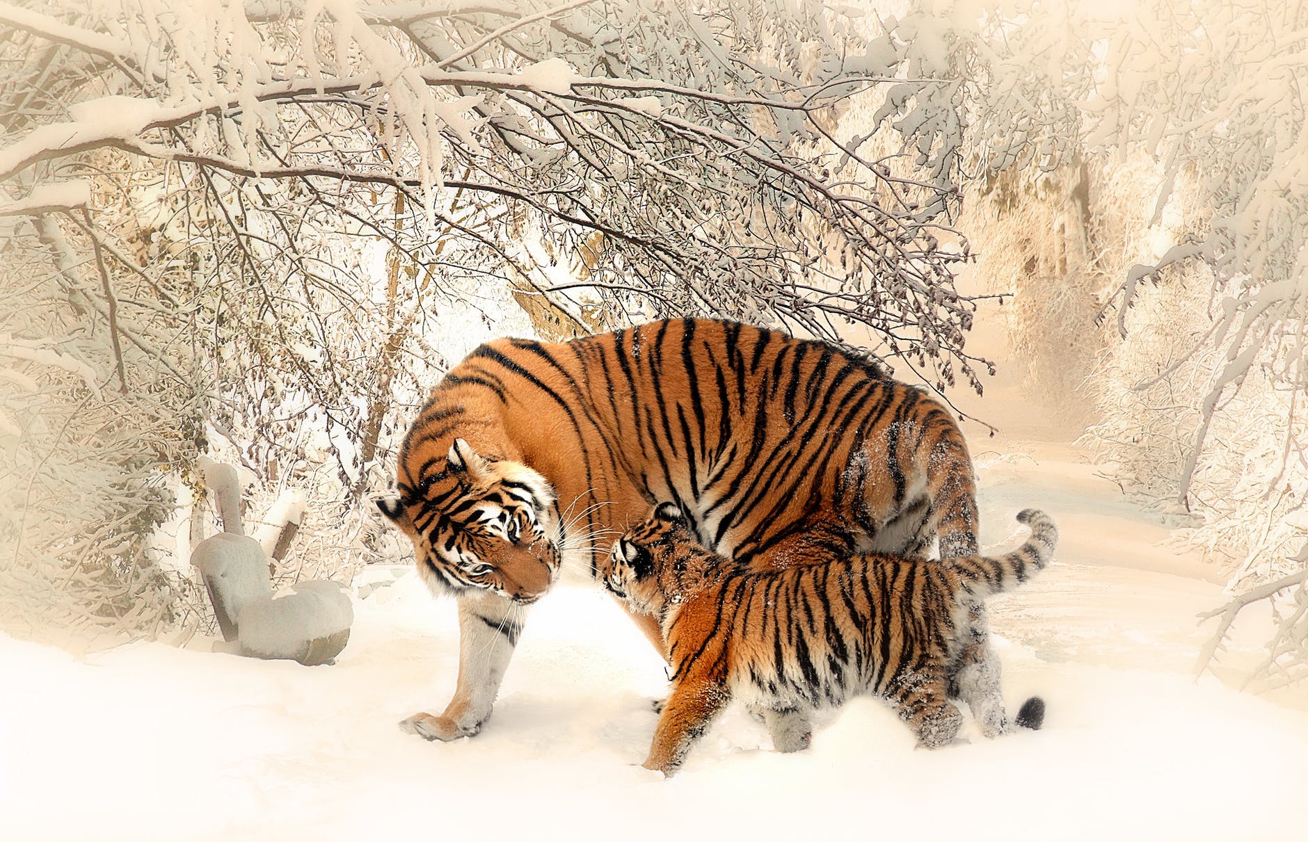 adult and cub tiger on snowfield near bare trees