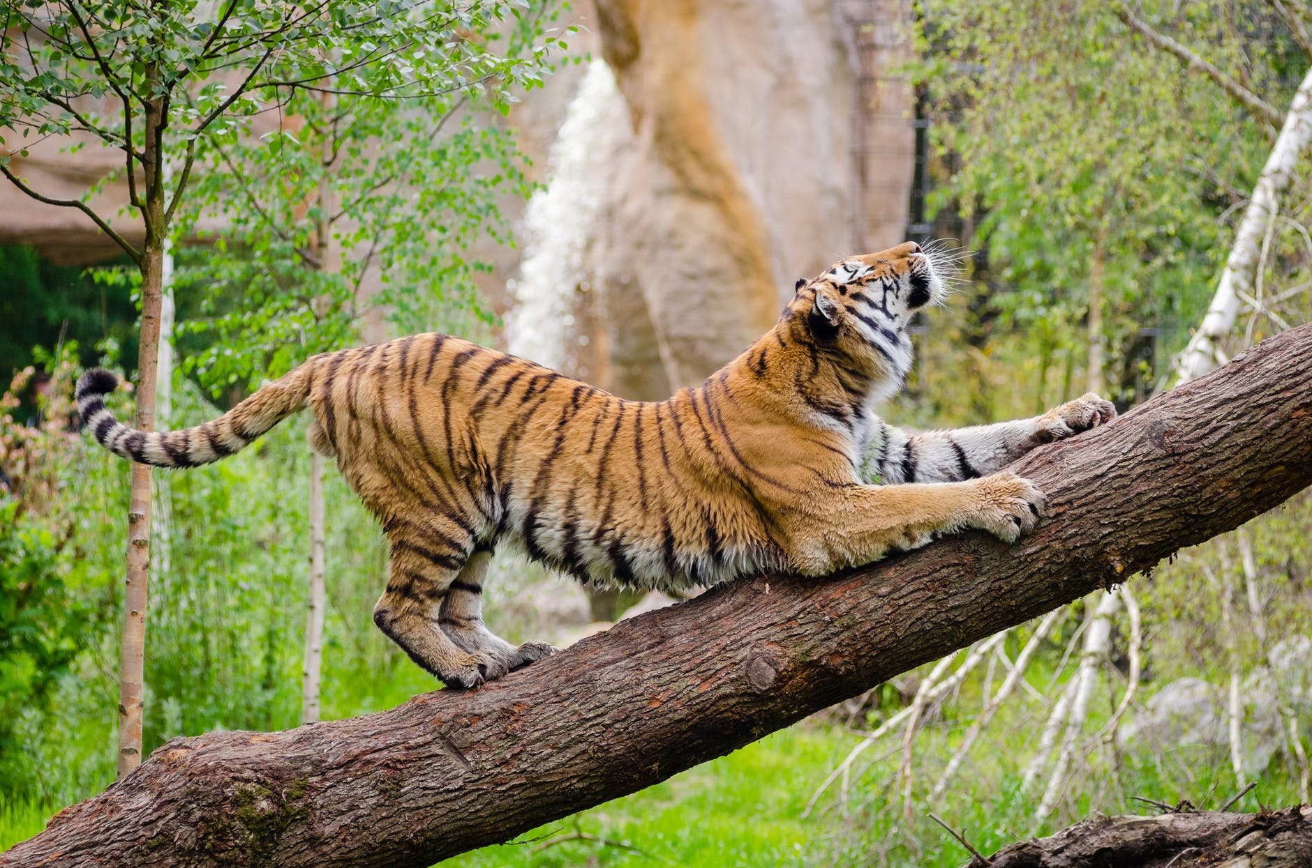 tiger stretching over brown trunk during daytime