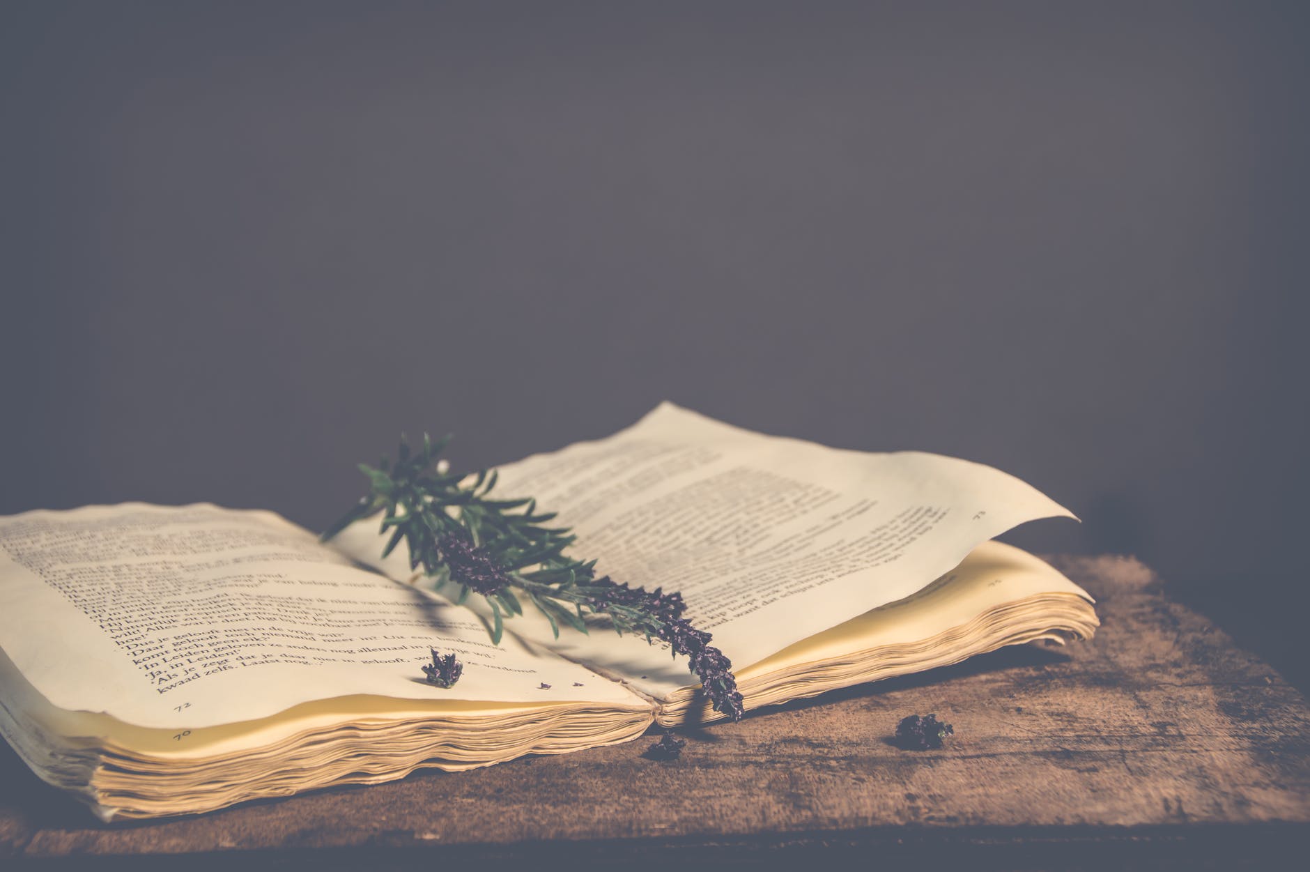 sepia photography of green plant on top of open book